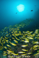 Coral Garden Dive side in Mafia Island.
Nikon D70S, 10,5... by Alberto D'este 